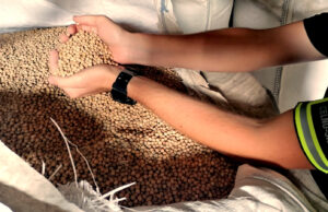 Oszustwa w imporcie zbóż. KAS przeszukała 222 siedziby importerów i agencji celnych Oszustwa w imporcie zbóż. KAS przeszukała 222 siedziby importerów i agencji celnych