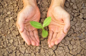 Susza – narastający problem Susza – narastający problem